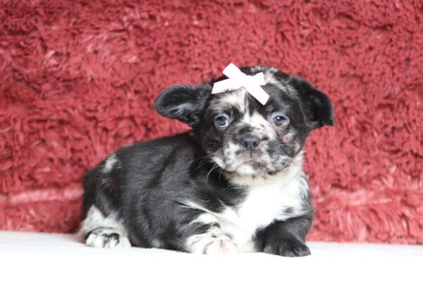 4080bbb-Angie-Fluffy-Frenchie-The-Puppy-Lodge-scaled.jpg