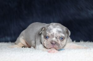 4318aa-Keith-Fluffy-French-Bulldog-Puppy-The-Puppy-Lodge-scaled.jpg