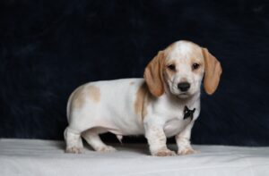 4491a-Bryce-dachshund-puppy-The-Puppy-Lodge-scaled.jpg