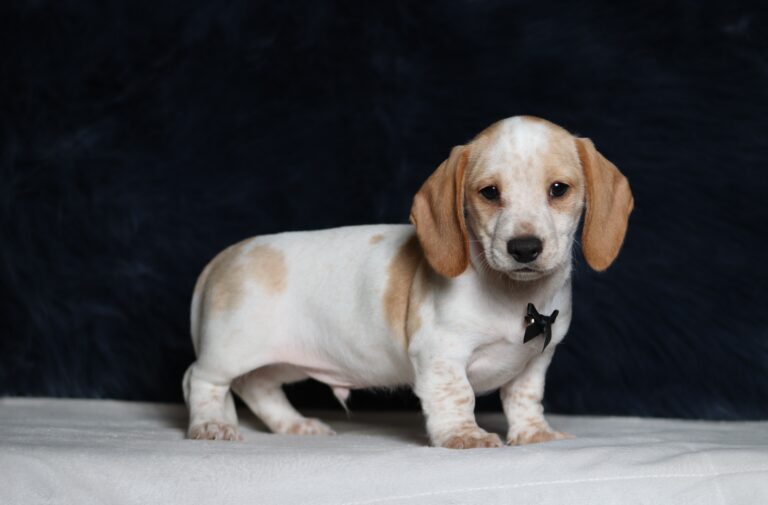 4491a-Bryce-dachshund-puppy-The-Puppy-Lodge-scaled.jpg
