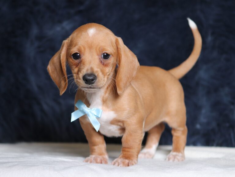 4492aBarock-dachshund-puppy-The-Puppy-Lodge-scaled.jpg