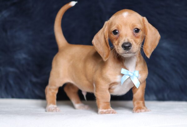 4492aaaBarock-dachshund-puppy-The-Puppy-Lodge-scaled.jpg