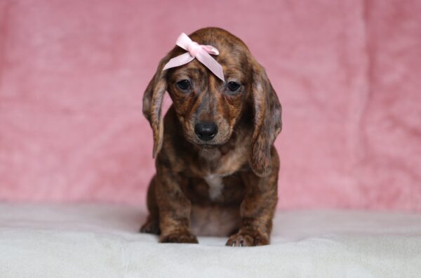 4497a-Brianna-dachshund-puppy-The-Puppy-Lodge-scaled.jpg