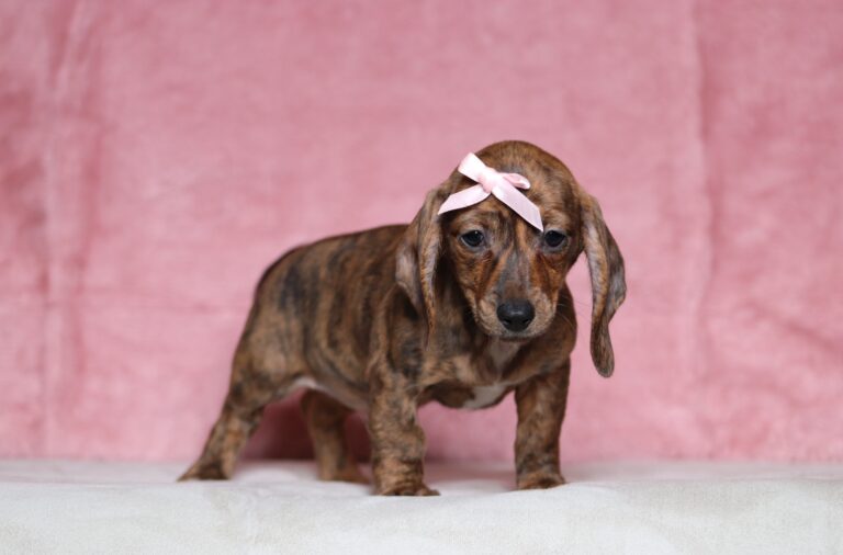 4497aaBrianna-dachshund-puppy-The-Puppy-Lodge-scaled.jpg