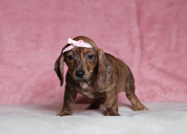 4497aaa Brianna-dachshund puppy -The Puppy Lodge.JPG