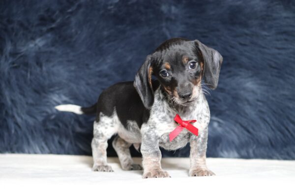 4501a-Blaze-dachshund-puppy-The-Puppy-Lodge-scaled.jpg