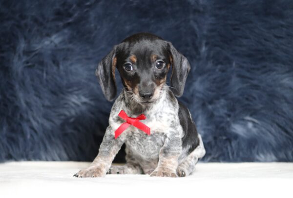 4501aa-Blaze-dachshund-puppy-The-Puppy-Lodge-scaled.jpg