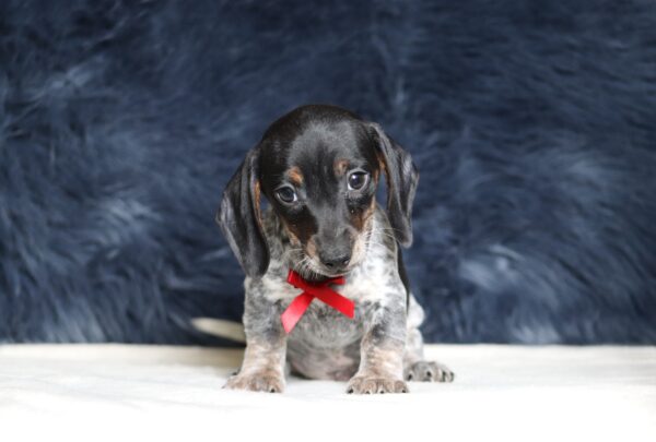 4501aaa Blaze-dachshund puppy -The Puppy Lodge.JPG