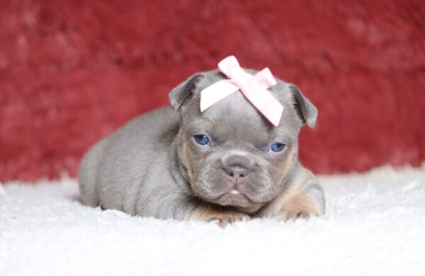 4683a-Kiana-Fluffy-French-Bulldog-Puppy-The-Puppy-Lodge-scaled.jpg
