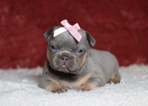 4683aa-Kiana-Fluffy-French-Bulldog-Puppy-The-Puppy-Lodge-scaled.jpg