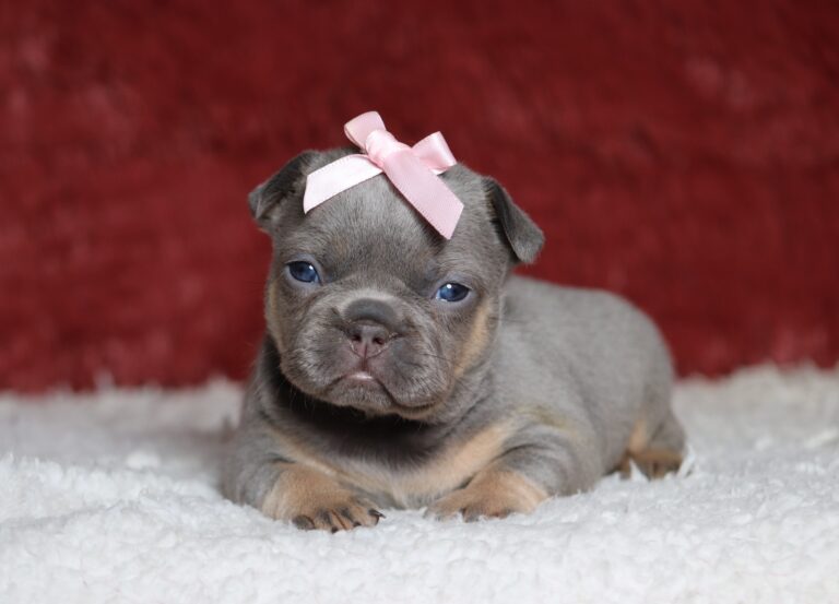 4683aa-Kiana-Fluffy-French-Bulldog-Puppy-The-Puppy-Lodge-scaled.jpg