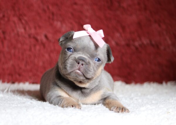 4683aaa-Kiana-Fluffy-French-Bulldog-Puppy-The-Puppy-Lodge-scaled.jpg
