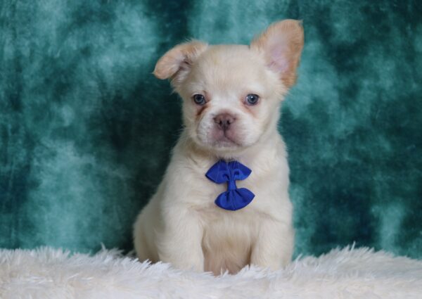 6728a-Miguel-Fluffy-Frenchie-Puppy-The-Puppy-Lodge-1-scaled.jpg