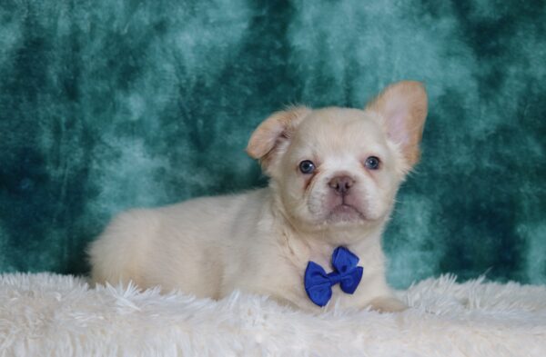 6728a Miguel Fluffy Frenchie Puppy-The Puppy Lodge (2).JPG