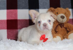 6728aa-Miguel-french-bulldog-puppy-The-Puppy-Lodge-scaled.jpg