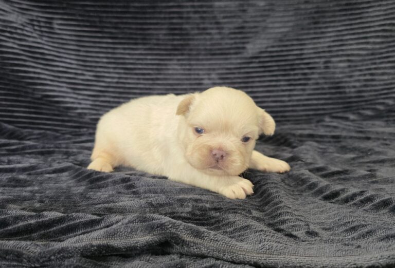 6728aaa-Miguel-Fluffy-Frenchie-Puppy-The-Puppy-Lodge-scaled.jpg