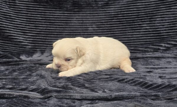 6728aaaa-Miguel-Fluffy-Frenchie-Puppy-The-Puppy-Lodge.jpg