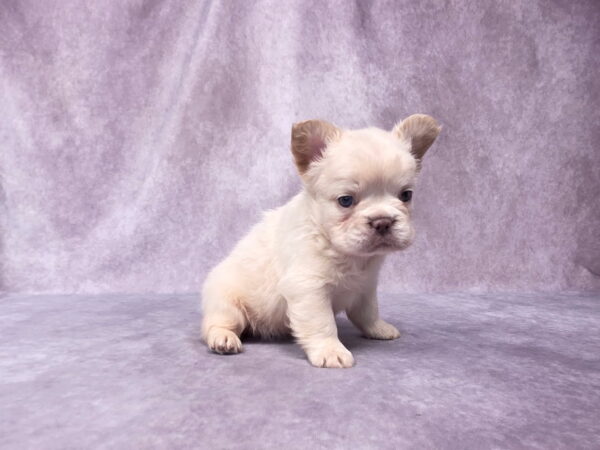 6728b-Miguel-Fluffy-Frenchie-Puppy-The-Puppy-Lodge.jpg