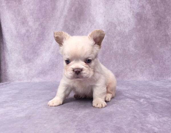 6728bb-Miguel-Fluffy-Frenchie-Puppy-The-Puppy-Lodge.jpg
