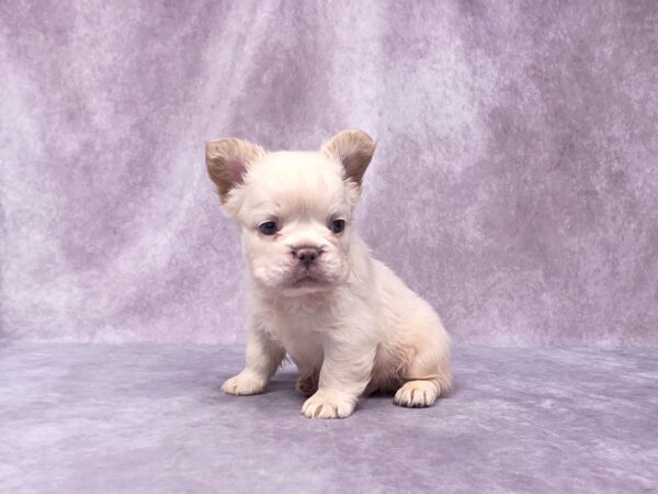 6728bbb-Miguel-Fluffy-Frenchie-Puppy-The-Puppy-Lodge.jpg