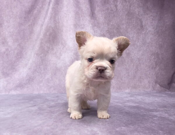 6728bbbb-Miguel-Fluffy-Frenchie-Puppy-The-Puppy-Lodge.jpg