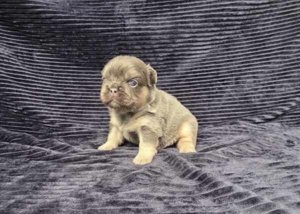 6757a-Miranda-Fluffy-Frenchie-Puppy-The-Puppy-Lodge.jpg