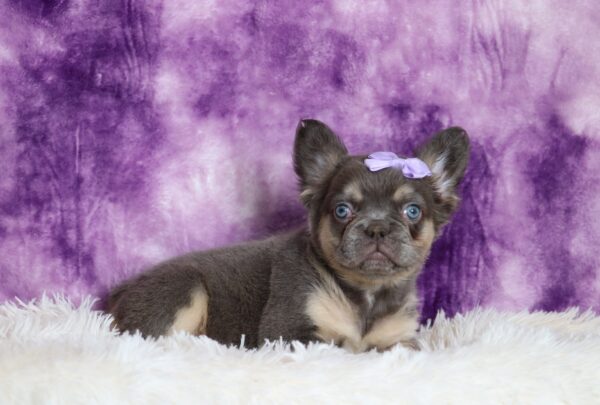 6757aMiranda Fluffy Frenchie Puppy-The Puppy Lodge.JPG
