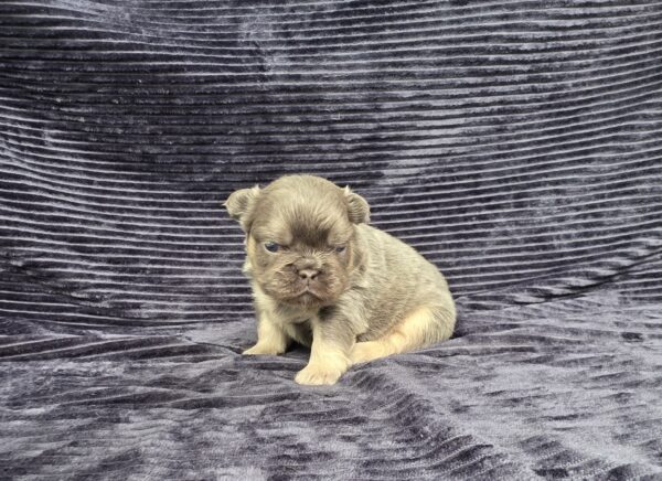 6757aa-Miranda-Fluffy-Frenchie-Puppy-The-Puppy-Lodge.jpg