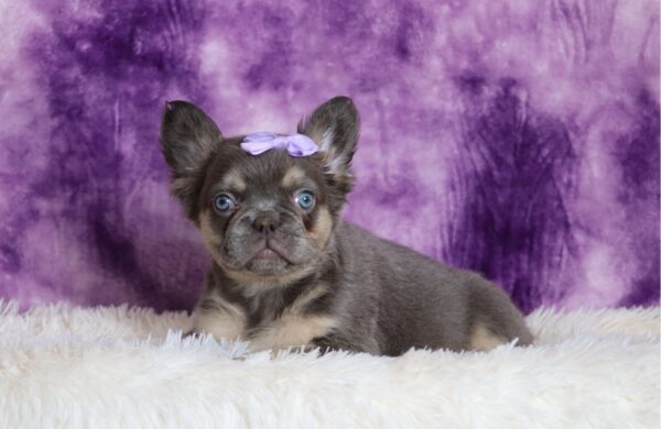 6757aaMiranda-Fluffy-Frenchie-Puppy-The-Puppy-Lodge-scaled.jpg