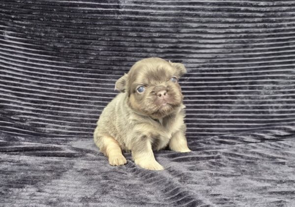6757aaa-Miranda-Fluffy-Frenchie-Puppy-The-Puppy-Lodge.jpg