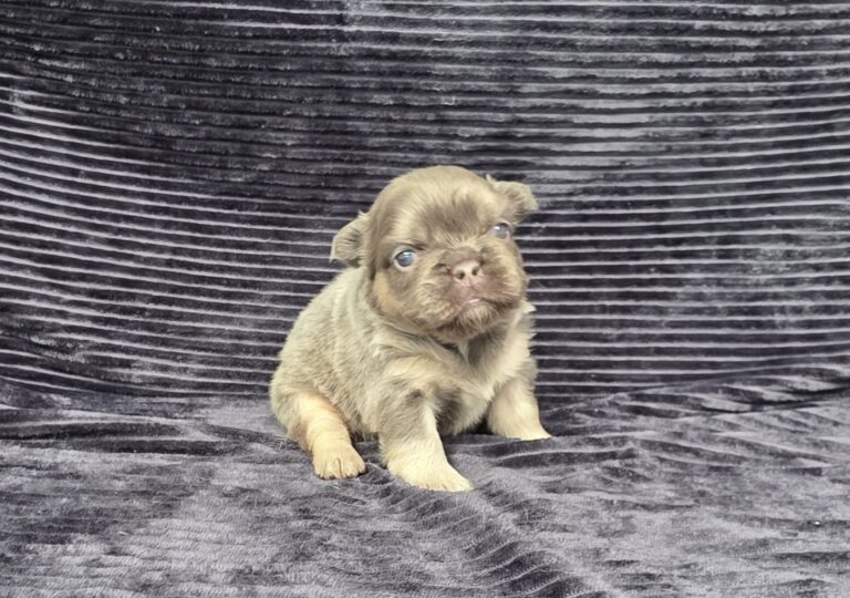 6757aaa-Miranda-Fluffy-Frenchie-Puppy-The-Puppy-Lodge.jpg