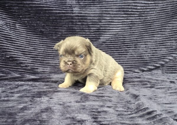 6757aaaa-Miranda-Fluffy-Frenchie-Puppy-The-Puppy-Lodge.jpg