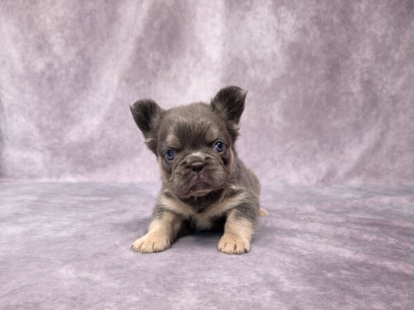 6757b-Miranda-Fluffy-Frenchie-Puppy-The-Puppy-Lodge.jpg