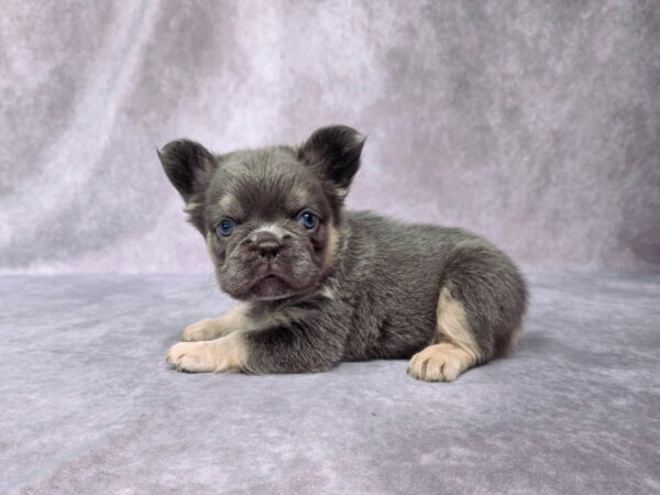 6757bb-Miranda-Fluffy-Frenchie-Puppy-The-Puppy-Lodge.jpg