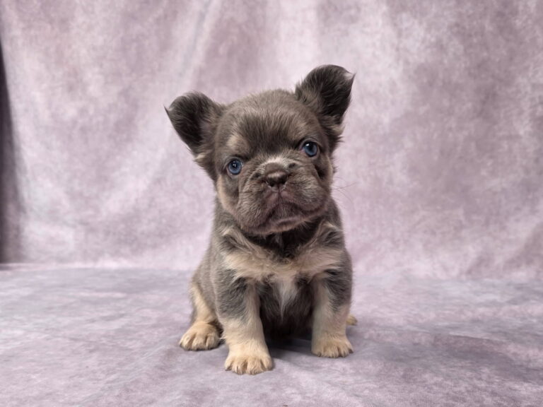 6757bbb-Miranda-Fluffy-Frenchie-Puppy-The-Puppy-Lodge.jpg