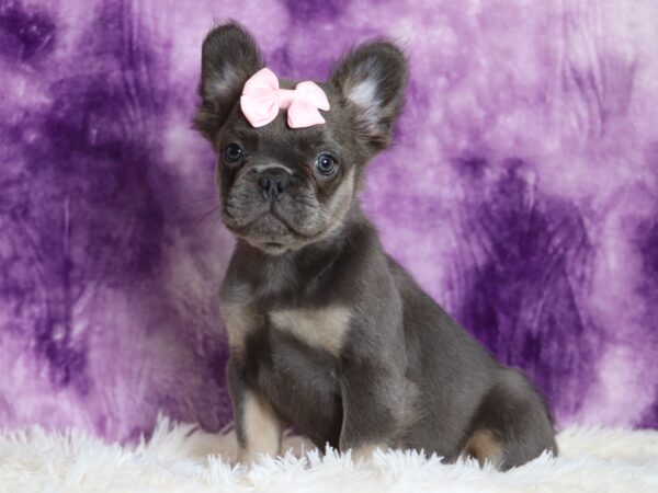 6761a Quara Fluffy Frenchie Puppy-The Puppy Lodge.JPG