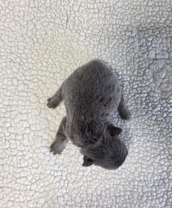 6761a-Quara-Fluffy-Frenchie-Puppy-The-Puppy-Lodge-scaled.jpg