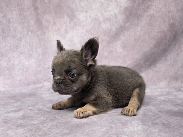 6761a-Quara-Fluffy-Frenchie-puppy-The-Puppy-Lodge-1.jpg