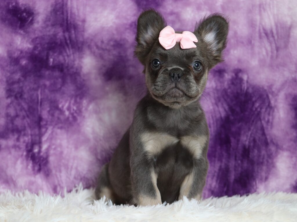 6761aa-Quara-Fluffy-Frenchie-Puppy-The-Puppy-Lodge-2-scaled.jpg