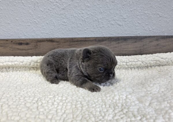6761aa-Quara-Fluffy-Frenchie-Puppy-The-Puppy-Lodge-scaled.jpg
