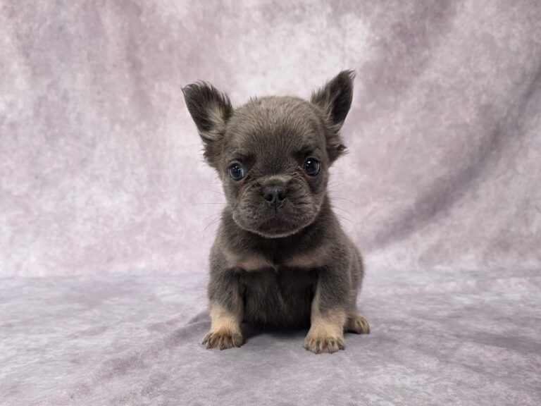 6761aa-Quara-Fluffy-Frenchie-puppy-The-Puppy-Lodge-1.jpg
