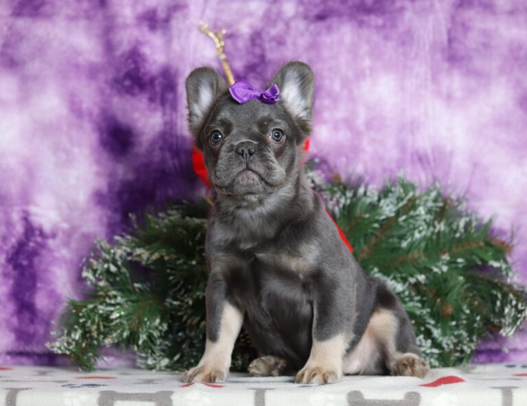 6761aaQuara the fluffy frenchie-the puppy lodge