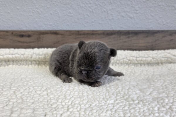 6761aaa-Quara-Fluffy-Frenchie-Puppy-The-Puppy-Lodge.jpg