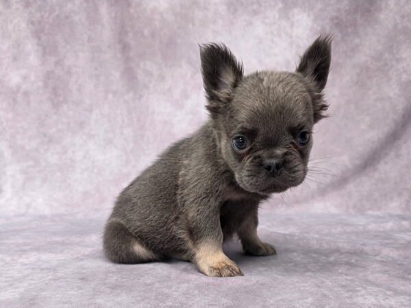 6761aaa-Quara-Fluffy-Frenchie-puppy-The-Puppy-Lodge-1.jpg