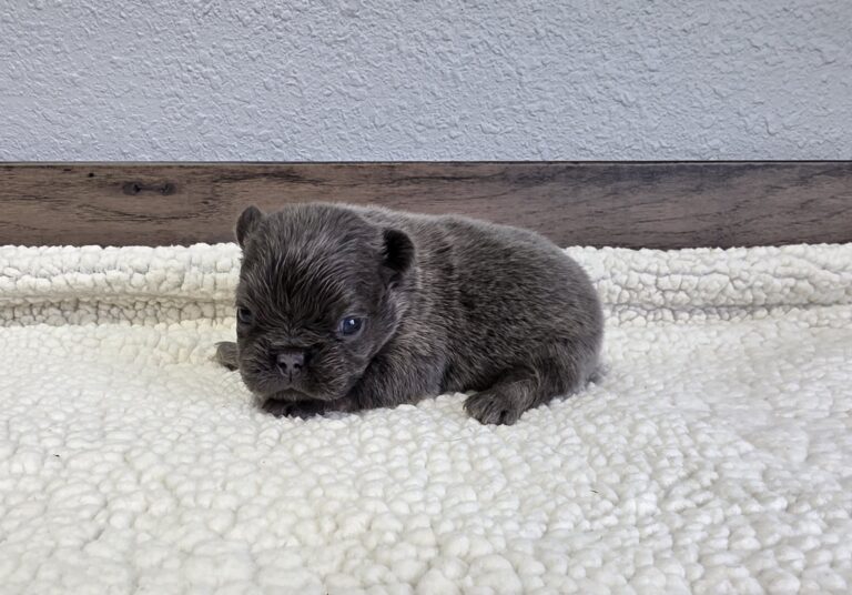 6761aaaa-Quara-Fluffy-Frenchie-Puppy-The-Puppy-Lodge-scaled.jpg