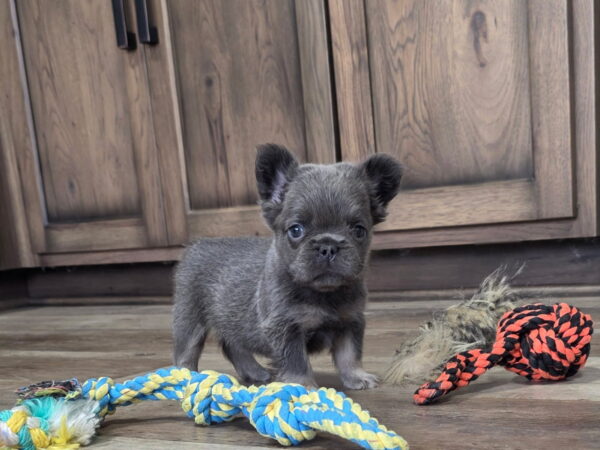 6761b-Quara-Fluffy-Frenchie-Puppy-The-Puppy-Lodge.jpg