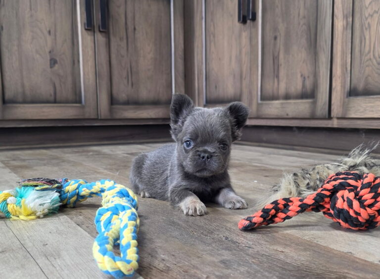 6761bb-Quara-Fluffy-Frenchie-Puppy-The-Puppy-Lodge.jpg