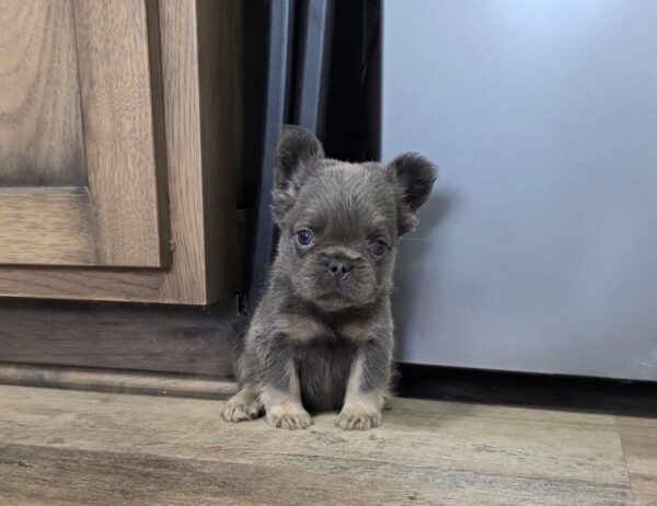 6761bbb-Quara-Fluffy-Frenchie-Puppy-The-Puppy-Lodge.jpg