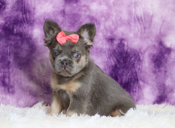 6765a Marena Fluffy Frenchie Puppy-The Puppy Lodge.JPG