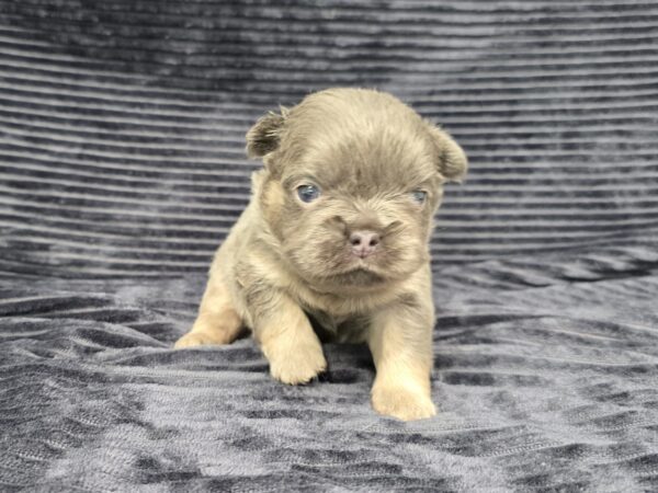 6765a-Marena-Fluffy-Frenchie-Puppy-The-Puppy-Lodge.jpg